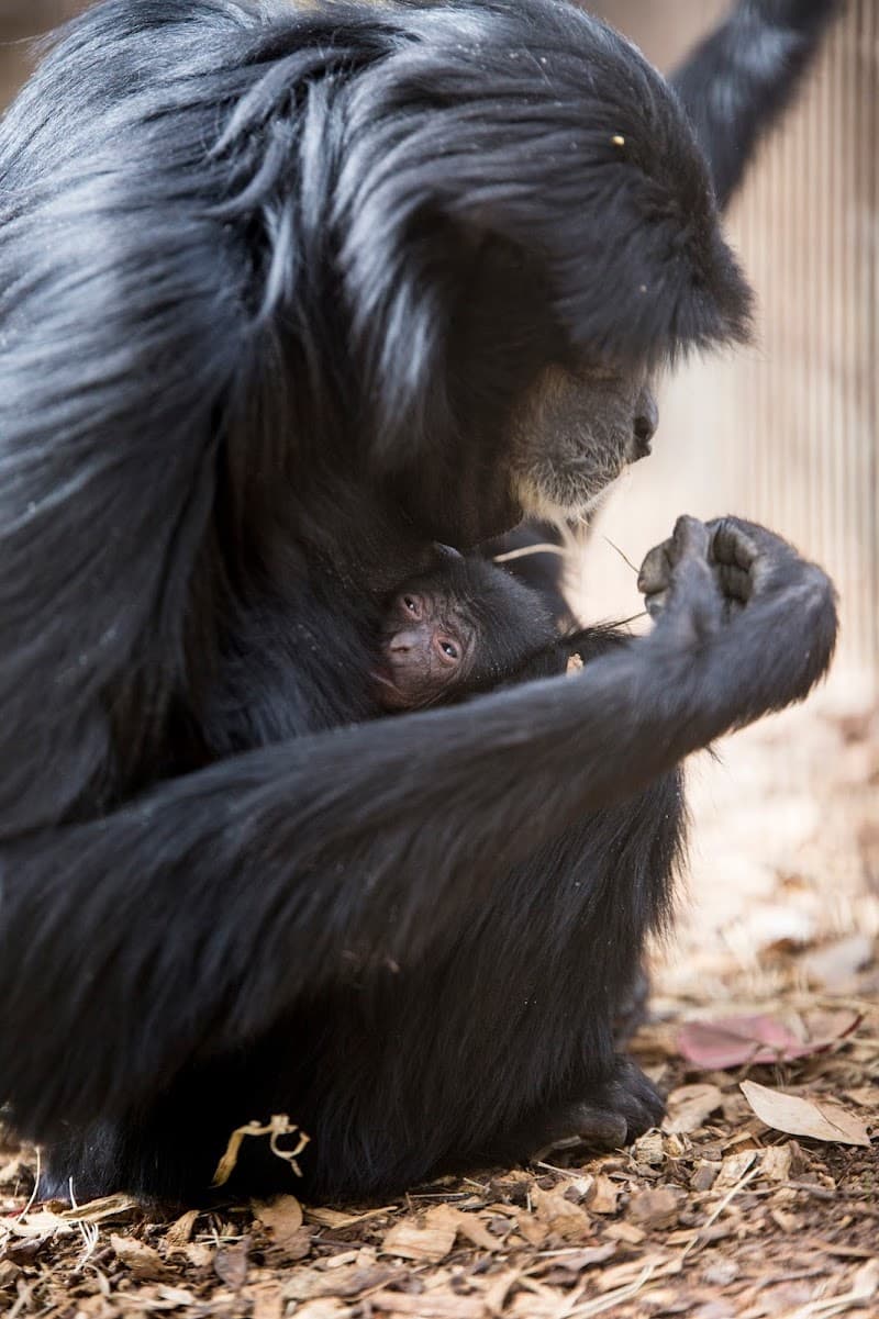 Greenville Zoo & Cleveland Park Walk