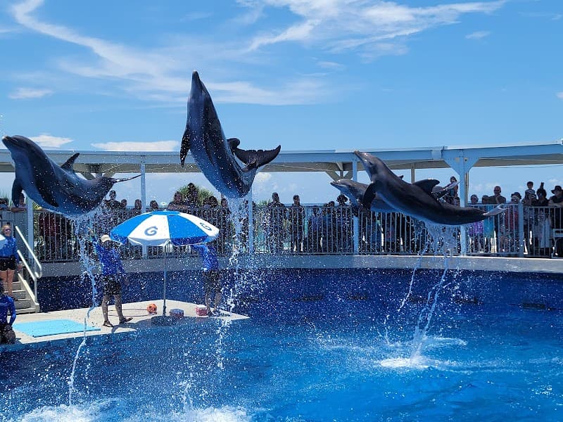 Gulfarium Marine Adventure Park (Optional Day 3 Alternative)