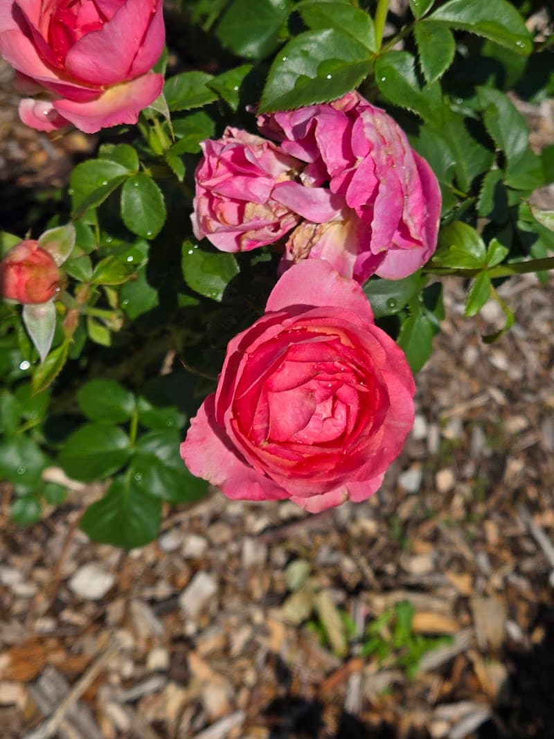 Hamann Rose Garden & Antelope Park Trails