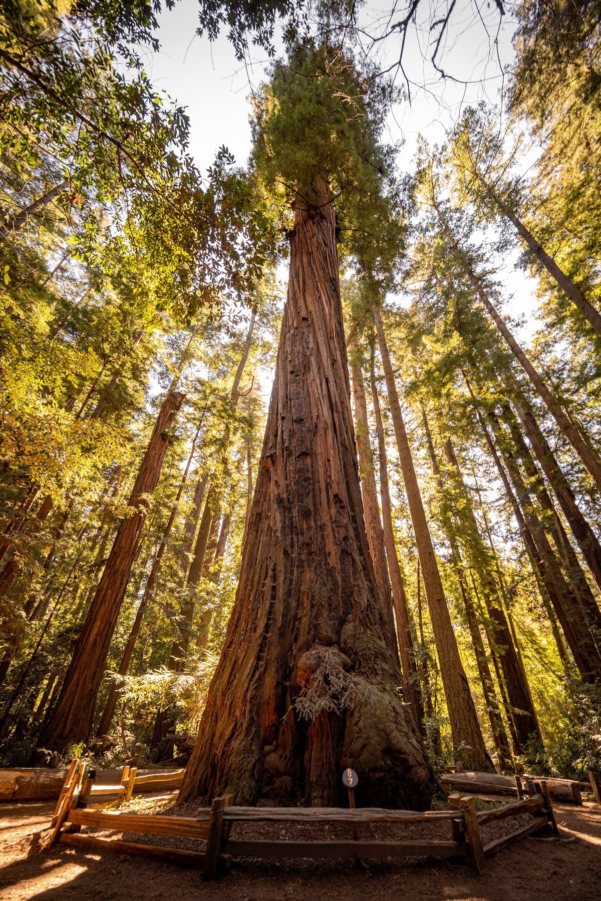 Jungle Wild Santa Cruz: Redwoods, Waves & Hidden Bites