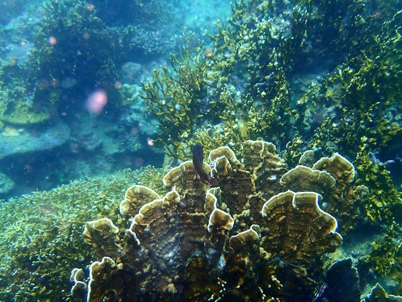 Hon Mun Marine Area Boat Trip