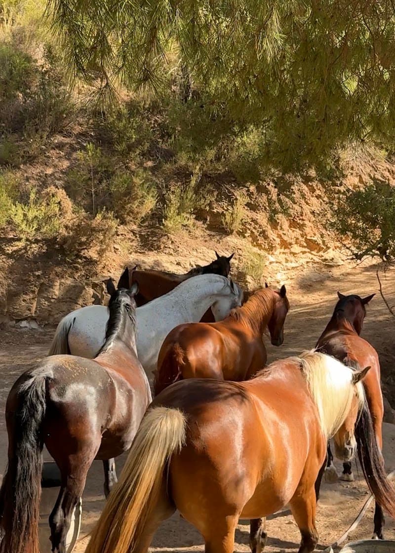 Ibiza Horse Valley Ride