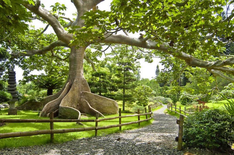 Jardín Botánico Nacional Dr. Rafael M. Moscoso