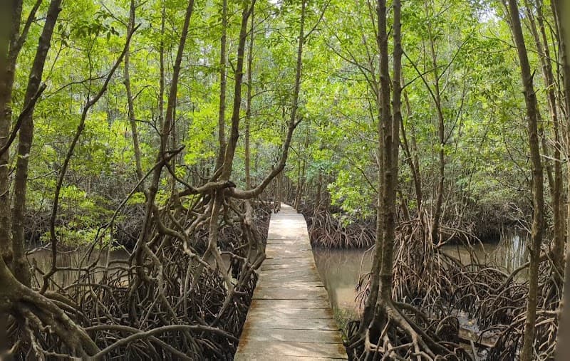 Koh Kong Mangrove Boat Tour