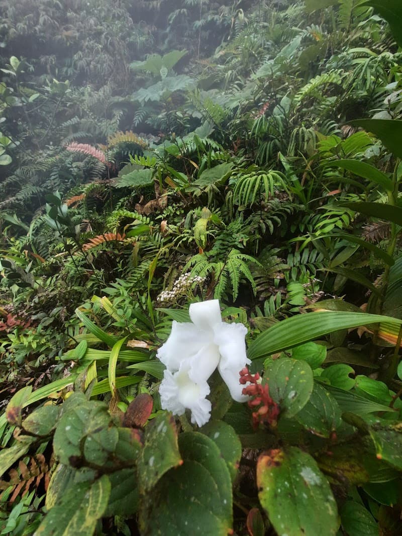 La Fortuna Town Walk