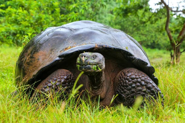 La Garrapata Galápagos