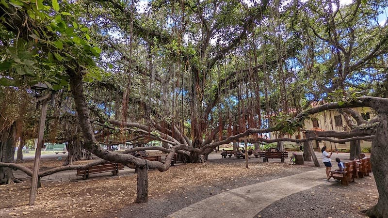 Lahaina Banyan Tree Park