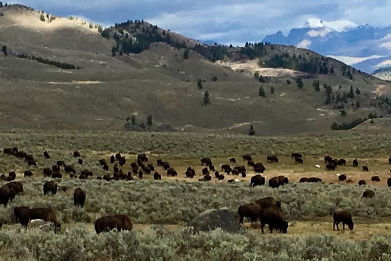 Lamar Valley Wildlife Expedition