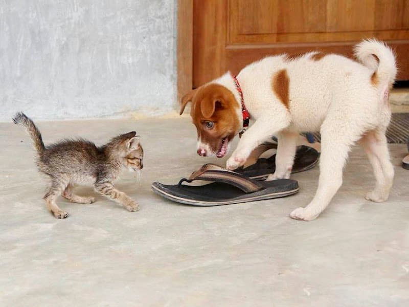 Lanta Animal Welfare Visit
