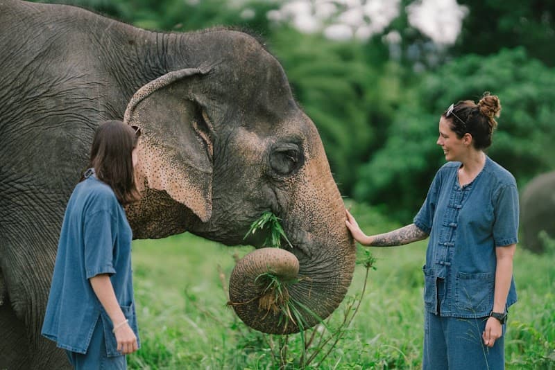 Lanta Elephant Sanctuary (Half-Day Ethical Visit)