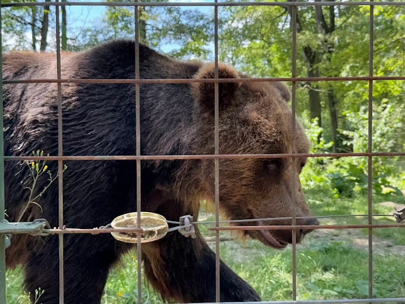 Libearty Bear Sanctuary Zărnești (Guided Visit)
