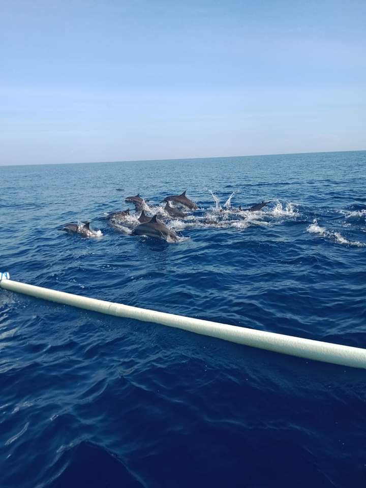 Lovina Dolphin Spotting