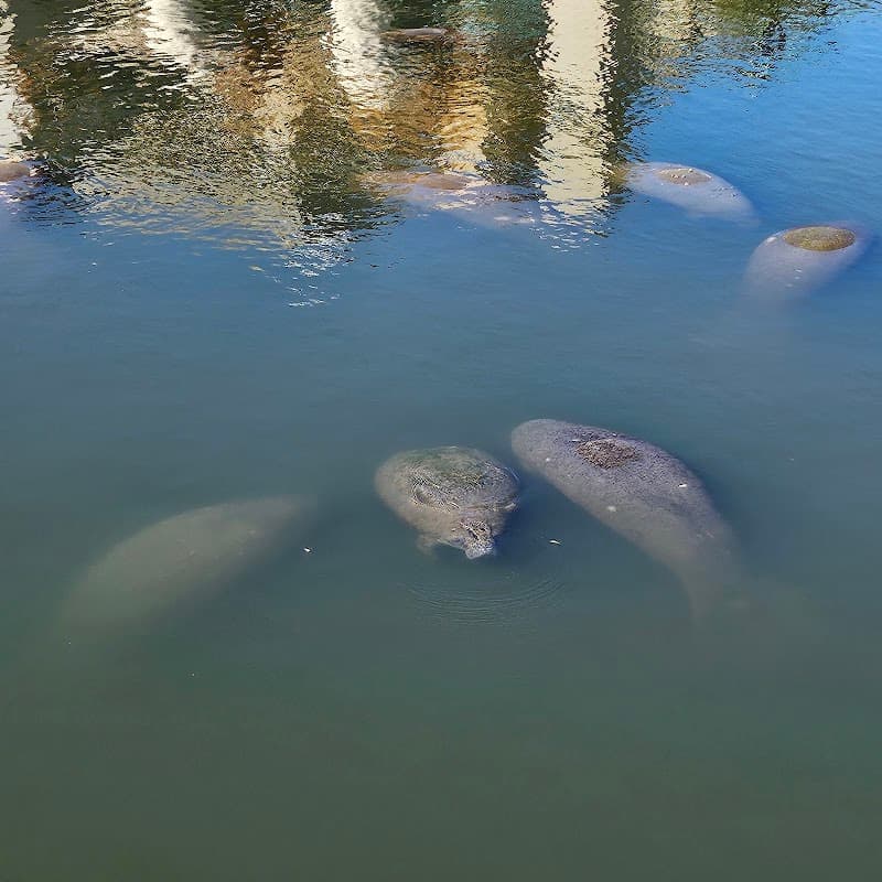 Manatee Viewing Center