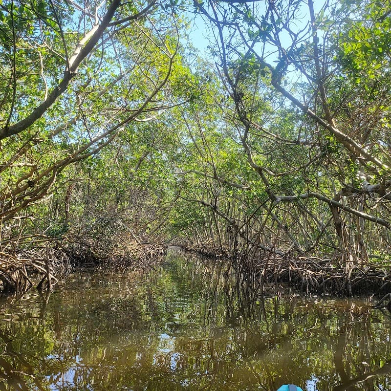 Mangrove Kayak Tour at Ted Sperling Park