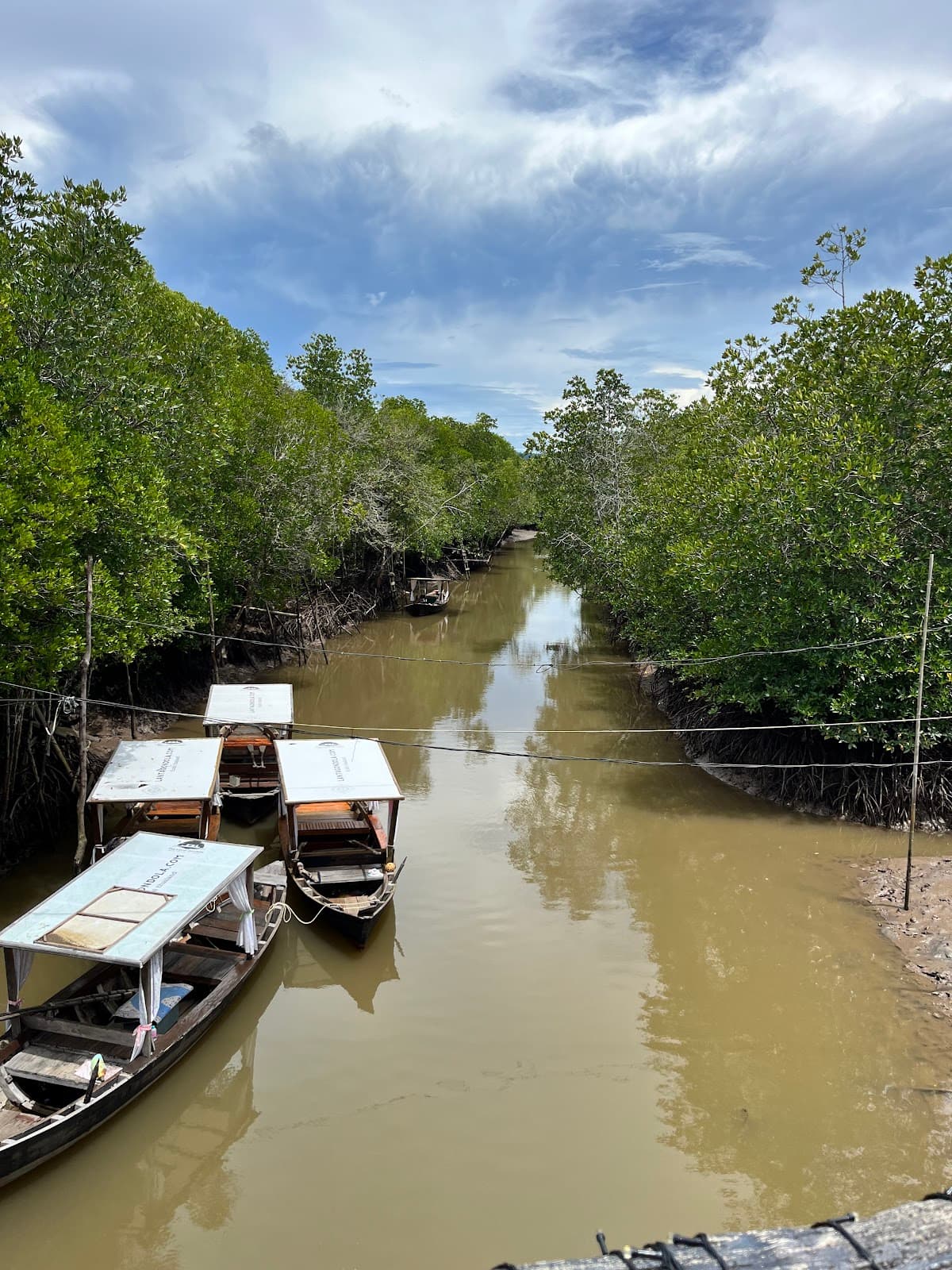 Mangrove Kayak & Wildlife