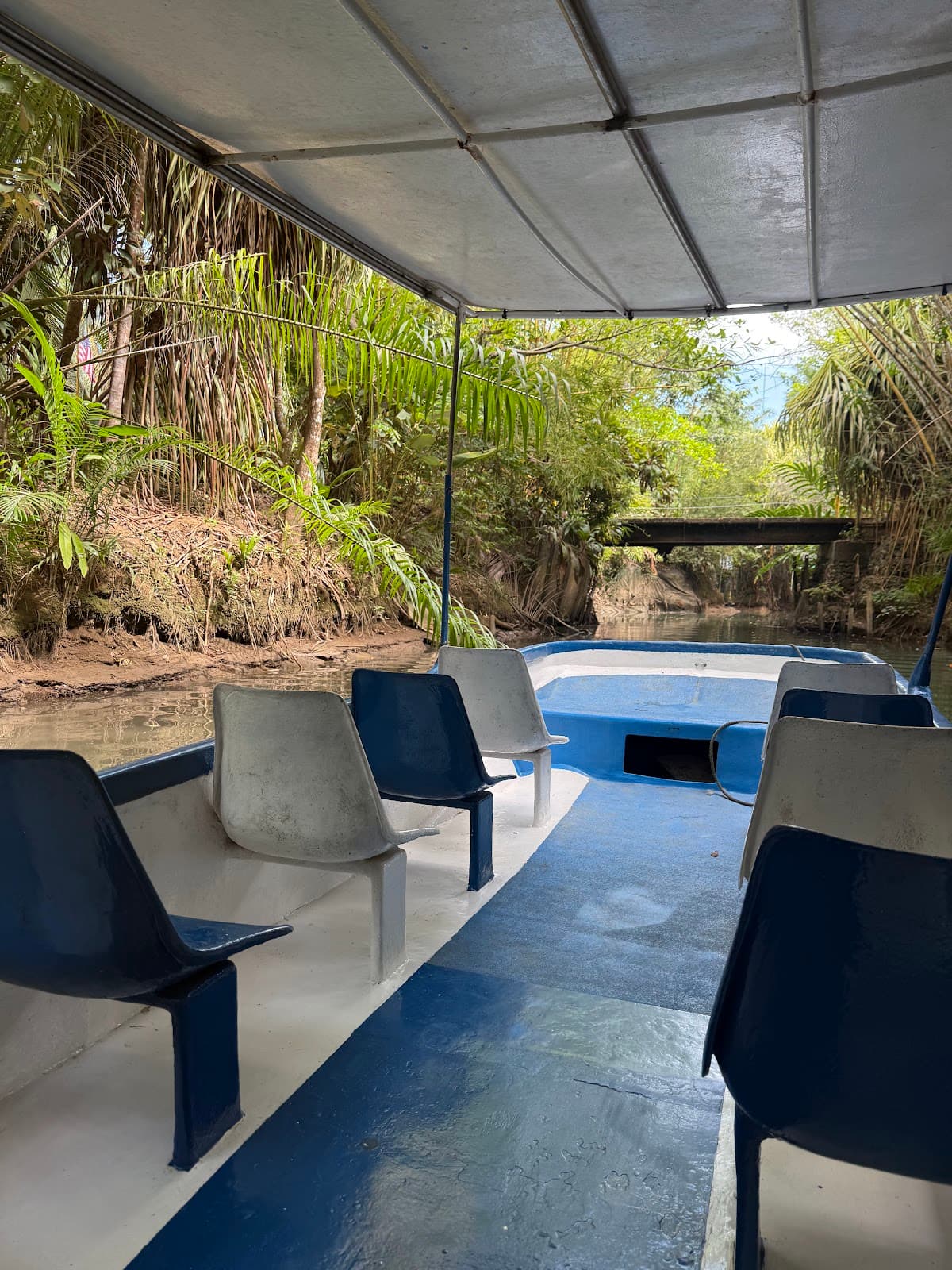 Mangrove Monkey Land