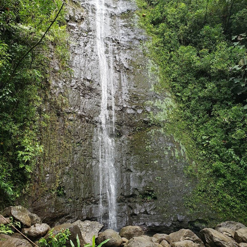 Manoa Falls Hike