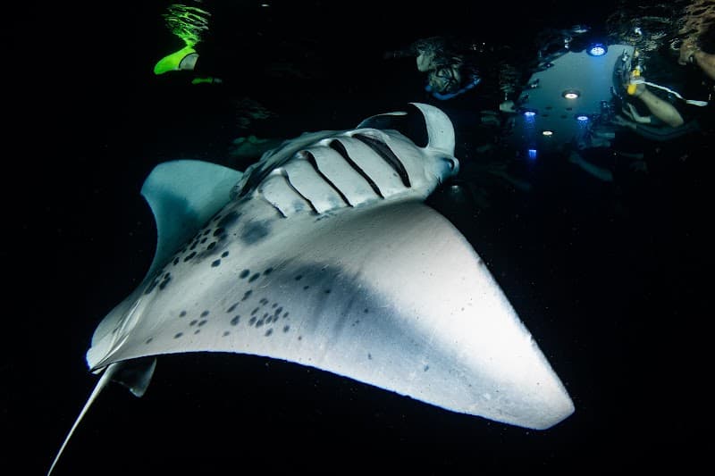 Manta Ray Night Snorkel