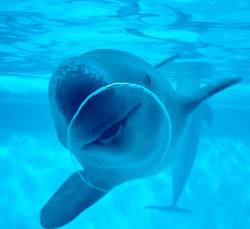 Marine World Uminonakamichi (Exterior & Viewpoints)