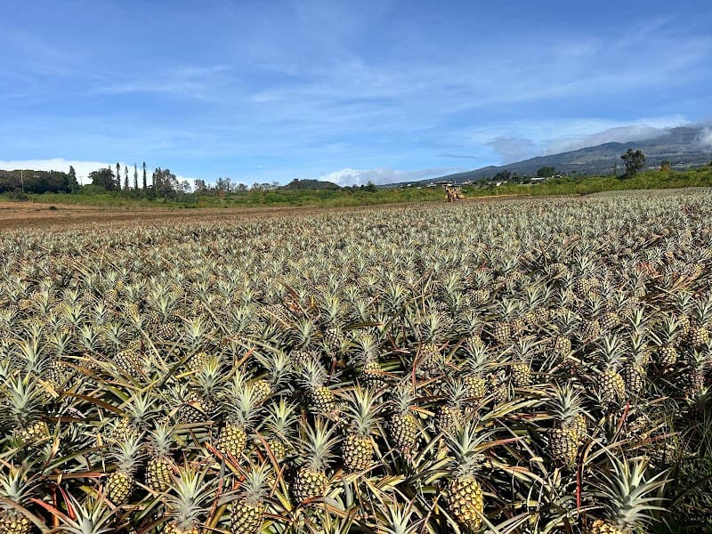 Maui Pineapple Tour