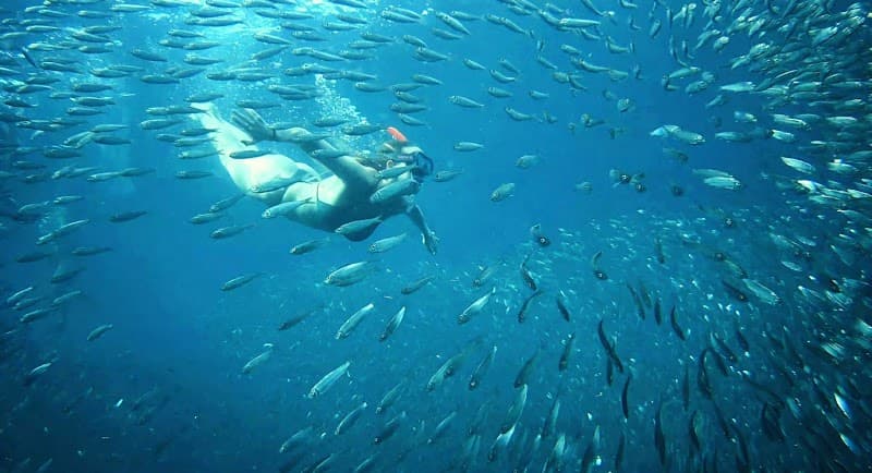 Moalboal Island Hopping & Sardine Run Tour