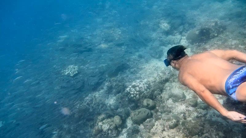 Moalboal Sardine Run Viewing