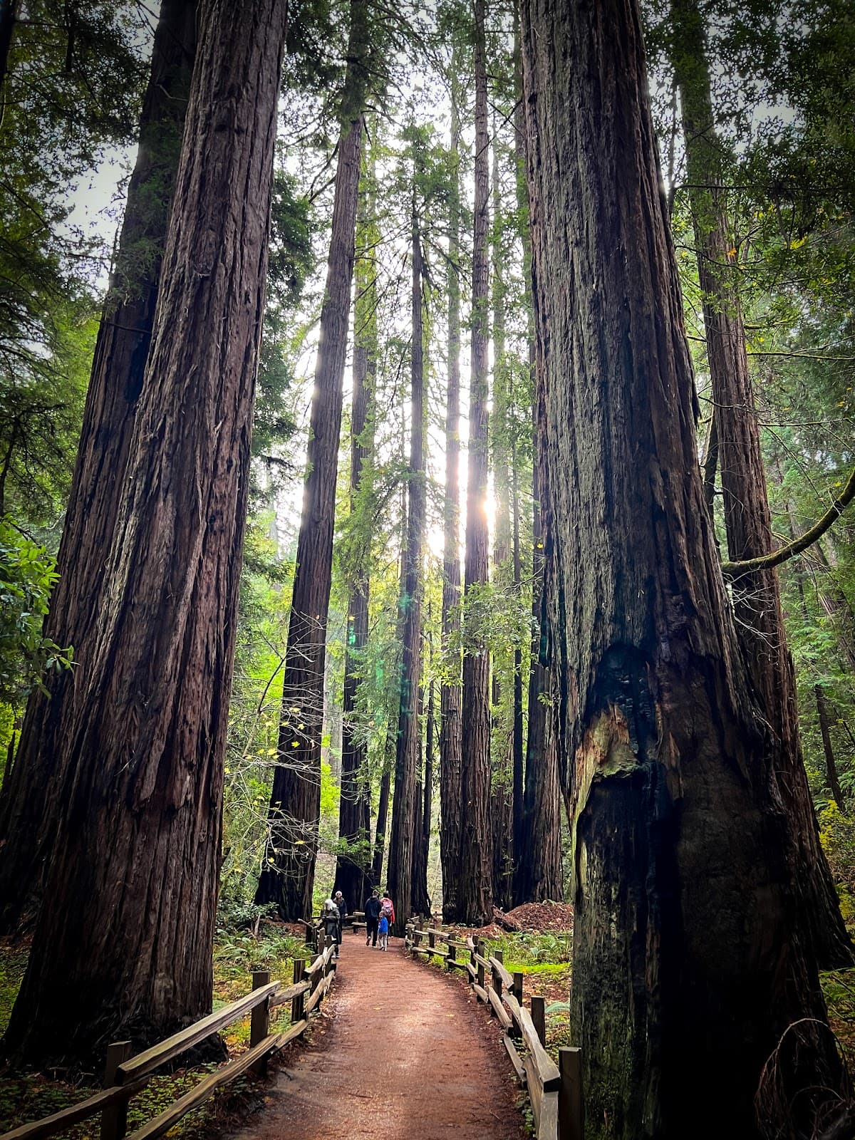 Muir Woods Cafe