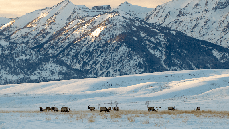 National Elk Refuge Overlook Pullouts