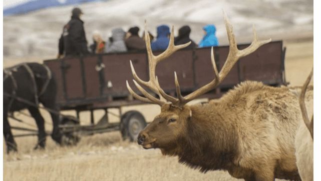 National Elk Refuge Sleigh Ride