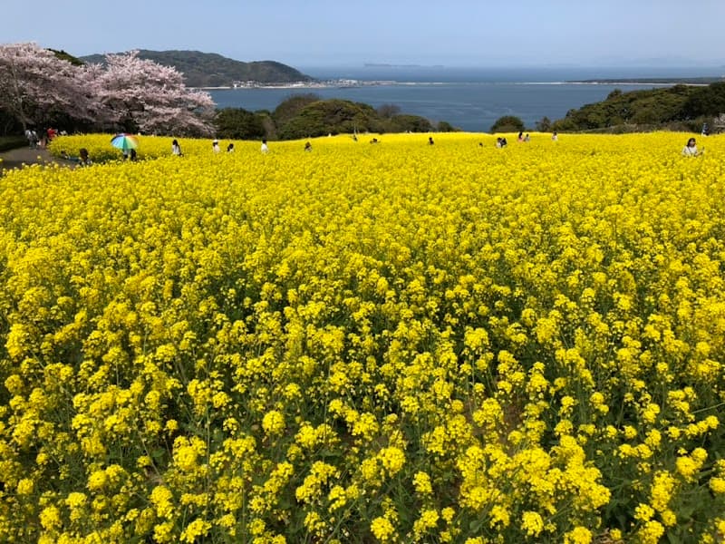Nokonoshima Island Café
