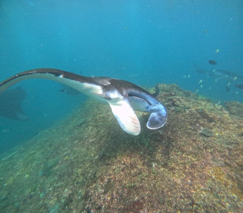 Nusa Penida Manta Point Snorkel