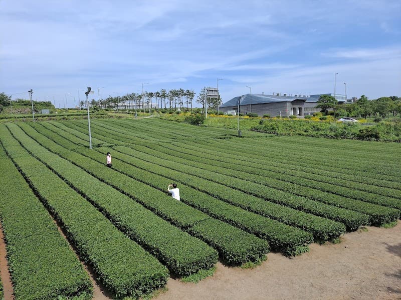 O’sulloc Tea Museum & Green Tea Fields