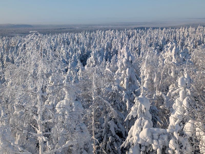 Ounasvaara Winter Forest Walk