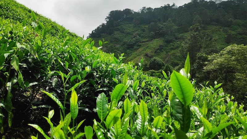 Pallivasal Tea Garden Walk