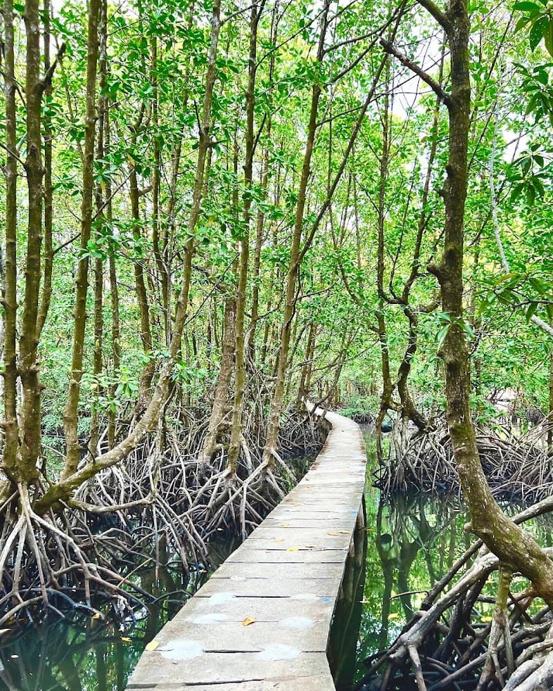 Peam Krasaop Wildlife Sanctuary Boardwalk