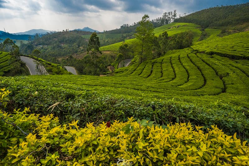 Photo Point & Tea Garden Walk
