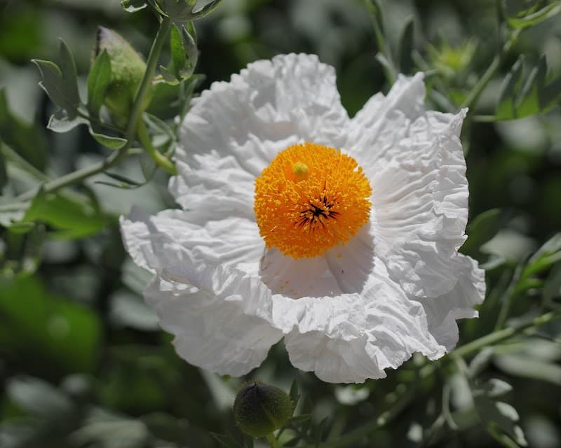 Rancho Santa Ana Botanic Garden (California Botanic Garden)