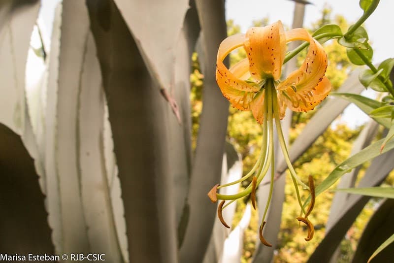 Real Jardín Botánico
