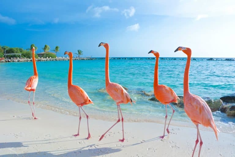 Renaissance Island Flamingos