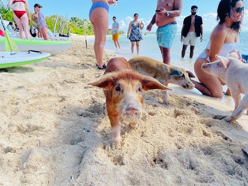 Rose Island Swimming Pigs & Beach Tour