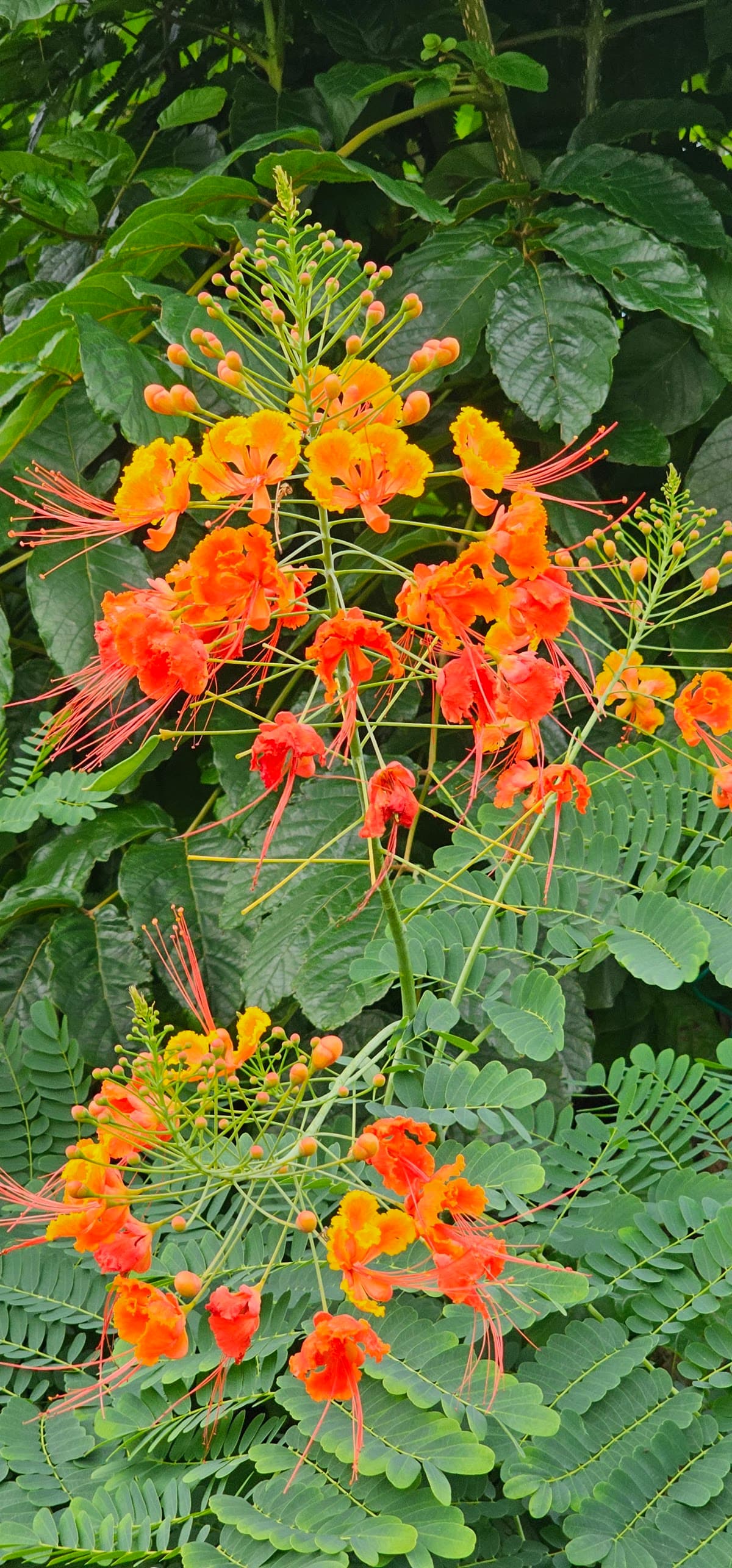 Roseau Waterfront Walk & Botanical Gardens