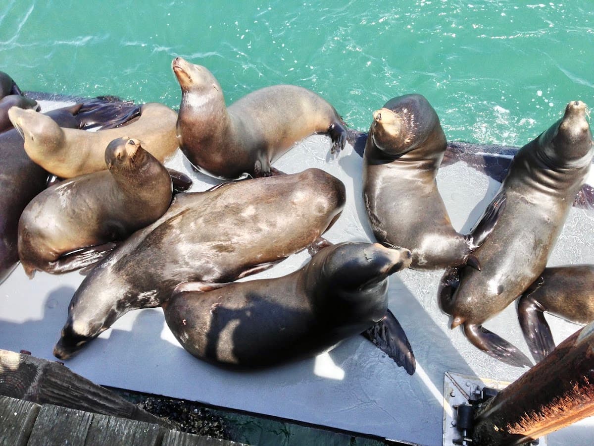 Santa Cruz Wharf & Sea Lions