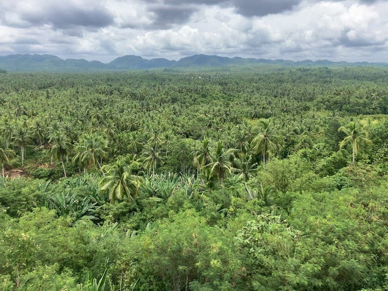 Coconut Road & Palm Viewpoint Stop