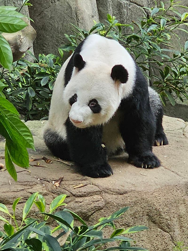 Singapore Zoo & River Wonders