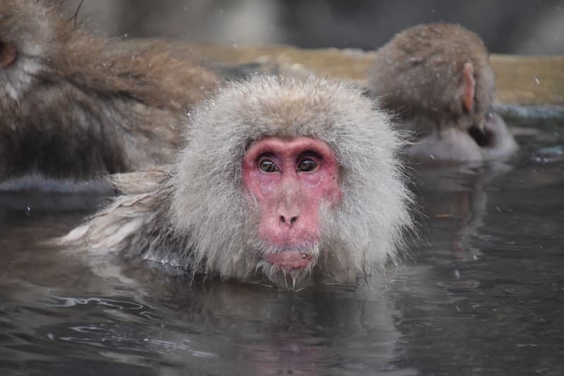 Snow Monkey Park Trek