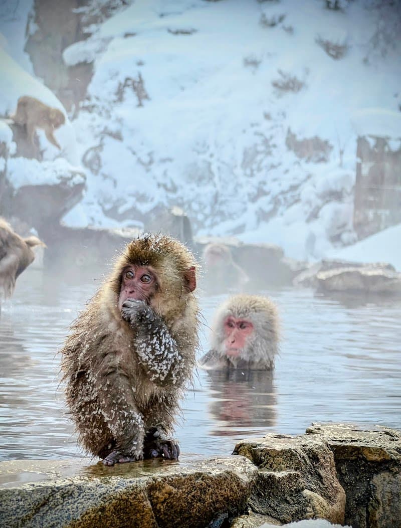 Snow Monkey Park Trek