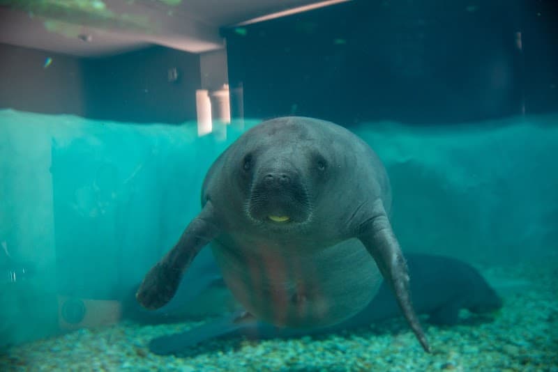 Manatee County Celebration: Beach, Culture & Local Flavors
