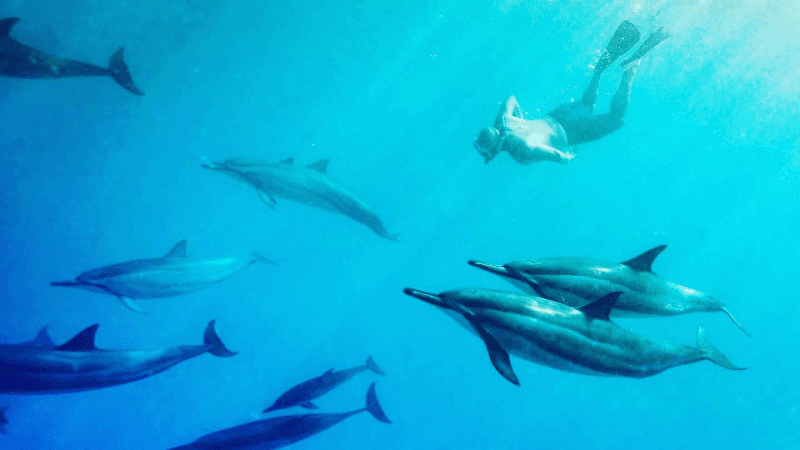 Sunset Manta Ray Tour