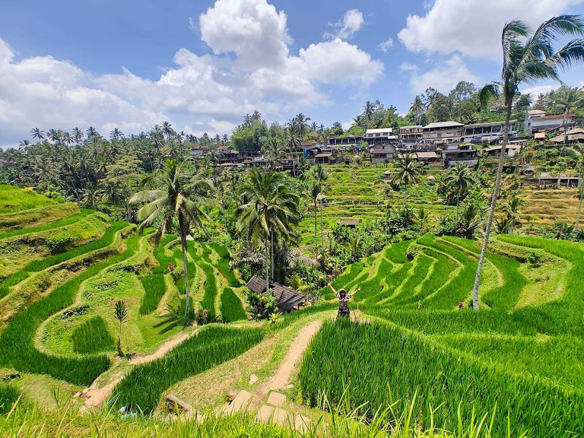 Tegalalang Rice Terrace