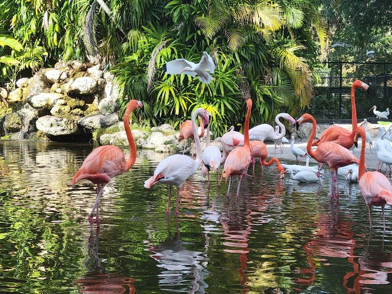 The Flamingo Gardens